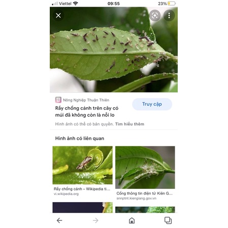 [ Rầy, bọ phấn ] Chế phẩm diệt rầy xanh, rầy chổng cánh, bọ phấn bay bay