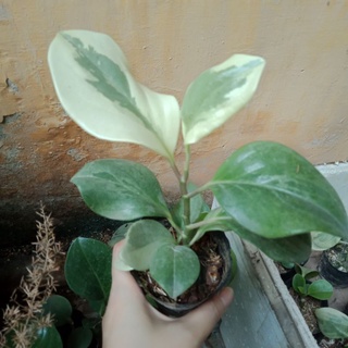 Cây trường sinh xanh, cẩm thạch
