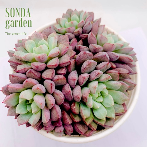 Sen đá kim cương tím SONDA GARDEN size trung bình 10-12cm, xuất xứ Đà Lạt, khoẻ đẹp, lỗi 1 đổi 1