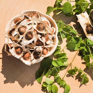 Hạt giống chùm ngây