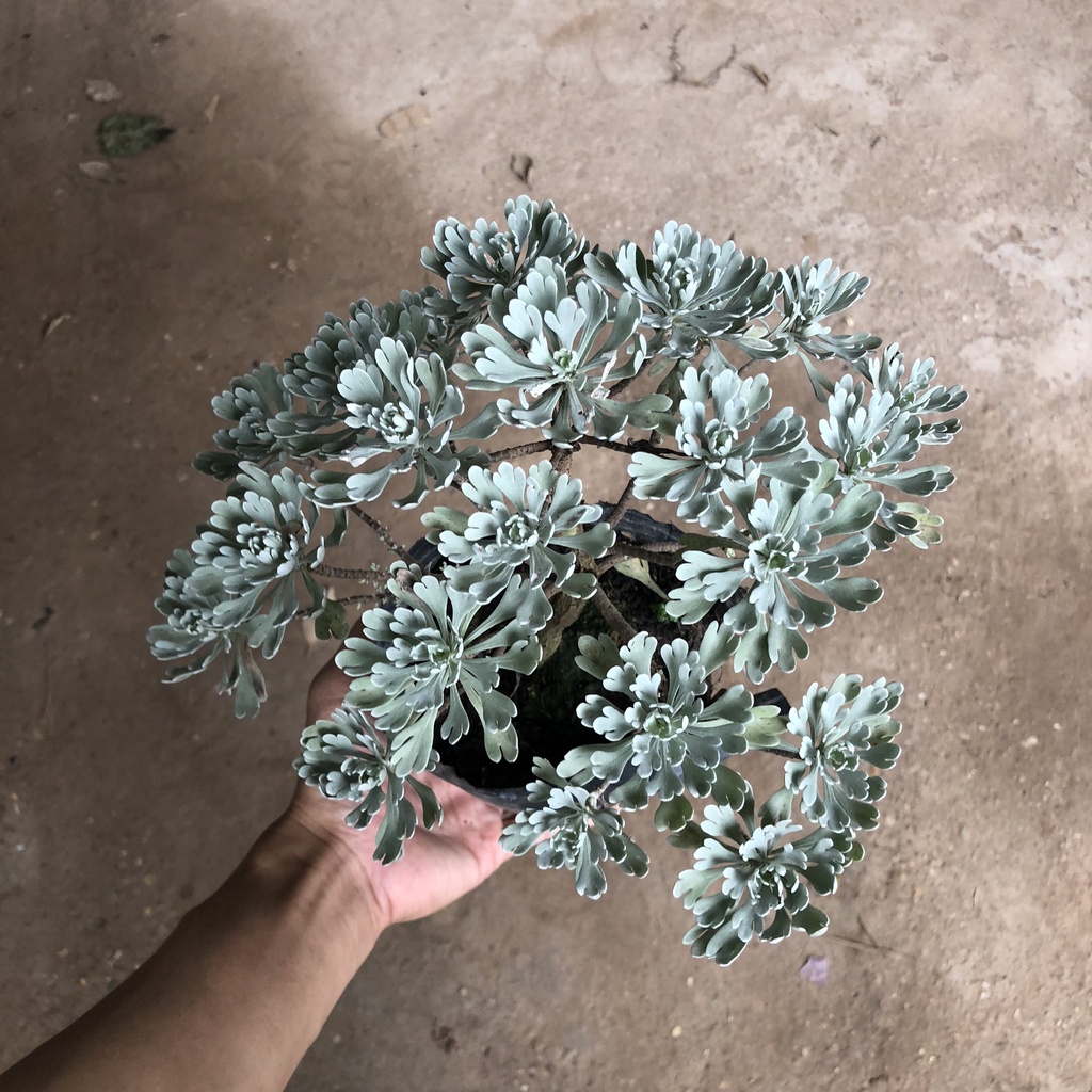 Cây cúc mốc bonsai, Cao 15cm lá xám cực bắt mắt dễ chăm sóc, thích hợp trang trí tiểu cảnh