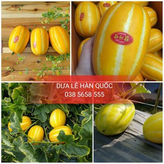 Hạt giống cây Dưa lê vàng Hàn Quốc (10 hạt)