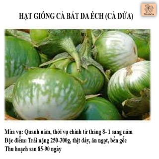 Hạt giống cà bát da ếch (cà dừa) cho trái nặng 250-300g LUCKY SEEDS