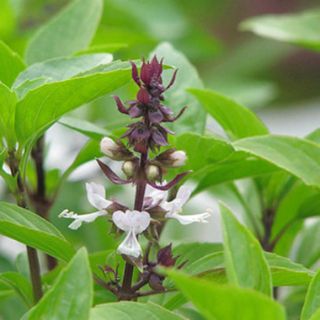 Hạt Giống Rau Húng Quế 2g - HÀNG CÔNG TY