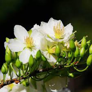 Combo 1 cây mai trắng nhỏ, 1 mai cúc thọ hương, 1 mai đại lộc, 1 mai cúc vip