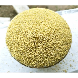 1kg hạt kê nếp (đã bóc vỏ)