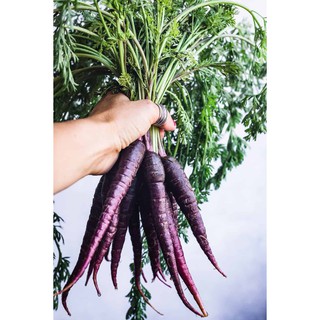 Hạt giống Cà Rốt tím F1