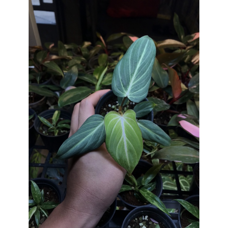 Chậu Philodendron Gloriosum White Vein - Philodendron Gloriosum White Veins - Gloriosum White Vein