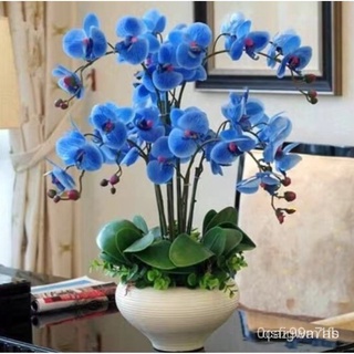 Hạt giống lan Hồ điệp 20h