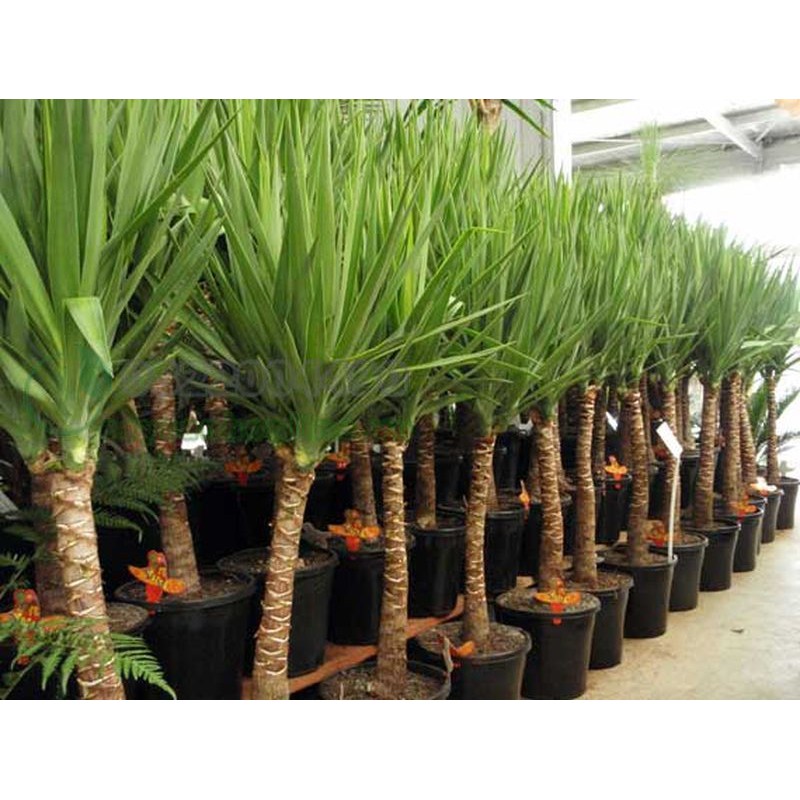 CHẬU CÂY PHÁT TÀI NÚI SIÊU ĐẸP, MANG LẠI MAY MẮN- VƯỢNG PHONG THỦY CHO GIA CHỦ