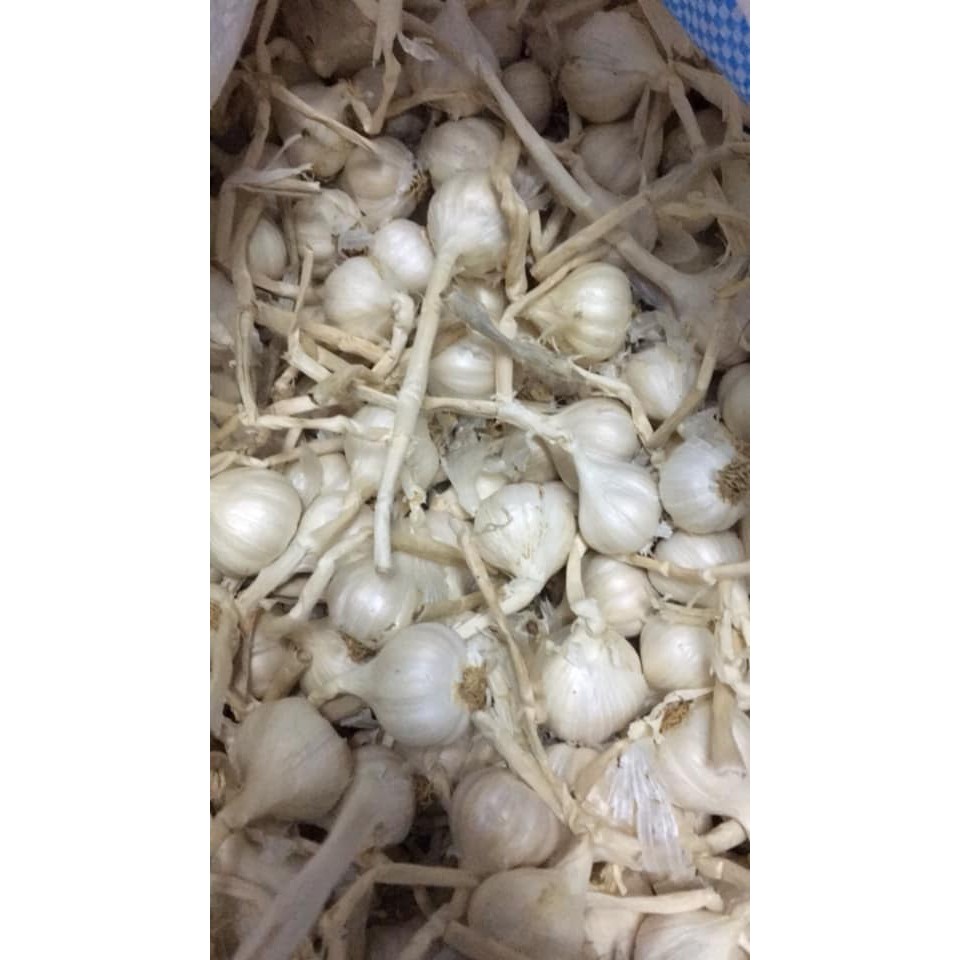 Tỏi Lý Sơn Quảng Ngãi Chính Gốc Loại 1 | BigBuy360 - bigbuy360.vn