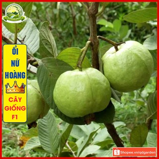 Cây giống ổi nữ hoàng không hạt (cây con giống F1) thơm ngon cùi dày thuộc loại nông sản cao cấp - QD40