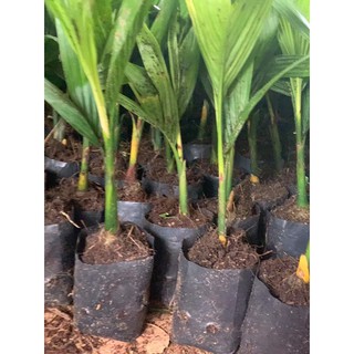 (giá sỉ ) giống cau lùn tứ quý