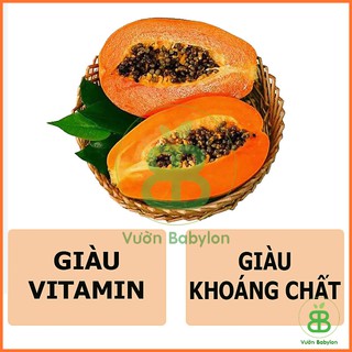 Hạt Giống Đu Đủ Ruột Đỏ Rạng Đông, Siêu Trái, Dễ trồng, Dễ nảy mầm Vuonbabylon - Gói 5 Hạt