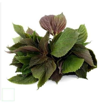 BỘT LÁ TÍA TÔ ( BỘT TÍA TÔ) 500GR