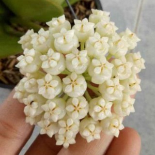 Lan cẩm cù lá xếp hoa thơm
