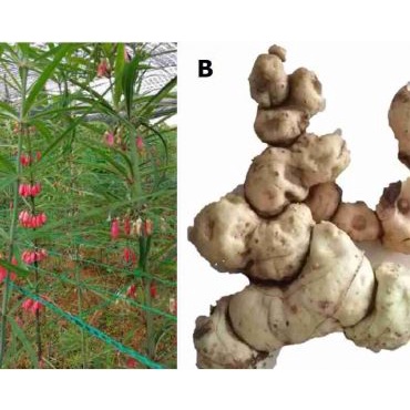 Hạt Giống Cây Hoàng tinh hoa đỏ KNS9 - Gói 10 hạt