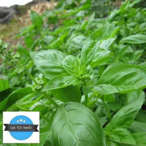 Hạt Giống Húng Tây - 0.5gram