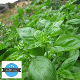 Hạt giống húng tây - 0.5gram
