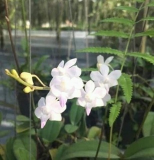 tiểu hồ điệp rừng 3cây 25k