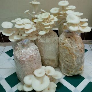 Phôi nấm sò