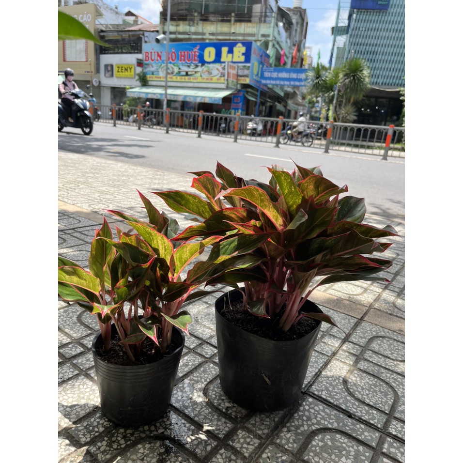 Cây Phú Quý dễ chăm sóc, cây trồng trong nhà hoặc sân vườn