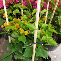 Hoa giấy vàng siêu bông