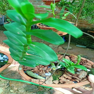 Hoa lan phi điệp-5ct lâm xung(cao 20cm, bộ rễ khỏe)