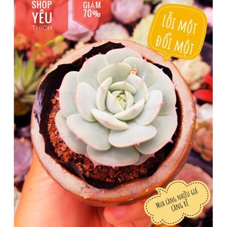 Sen đá baby lỗi 1 đổi 1