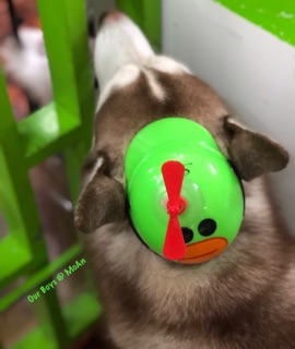 NÓN BẢO HIỂM CÚN MÈO 🐶😻