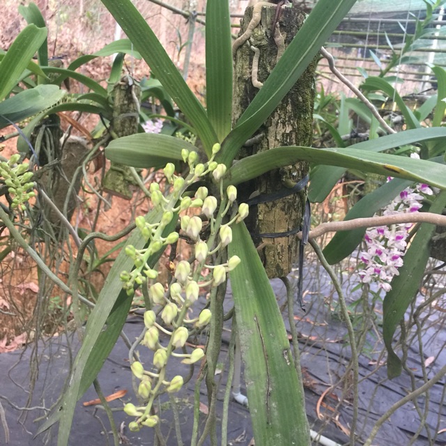 Ngọc điểm đang hoa tết