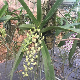 Ngọc điểm đang hoa tết