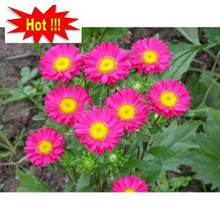 Hạt giống Cúc Đà Lạt (100 hạt)