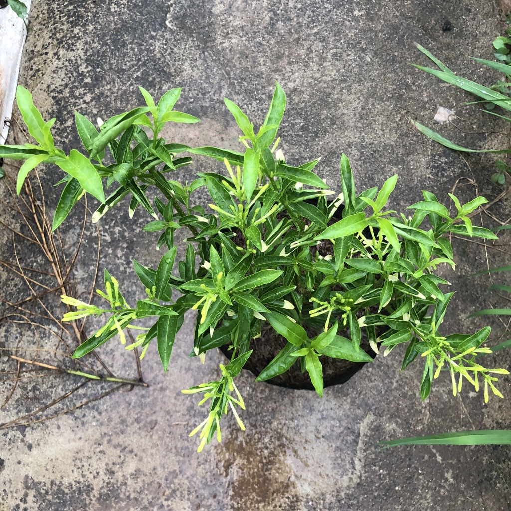 Cây dạ hương, Cao 25cm lá cẩm thạch bắt mắt, ban đêm hoa có mùi thơm dễ chịu, thích hợp trồng trang trí sân vườn