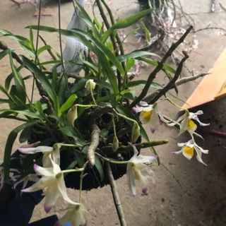 Phong lan Ngọc Thạch