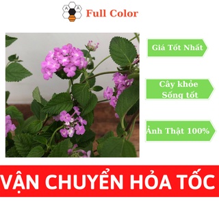 Cây Hoa Ngũ Sắc Tím , cây cảnh, trồng trang trí sân vườn, dễ trồng, có hoa quanh năm