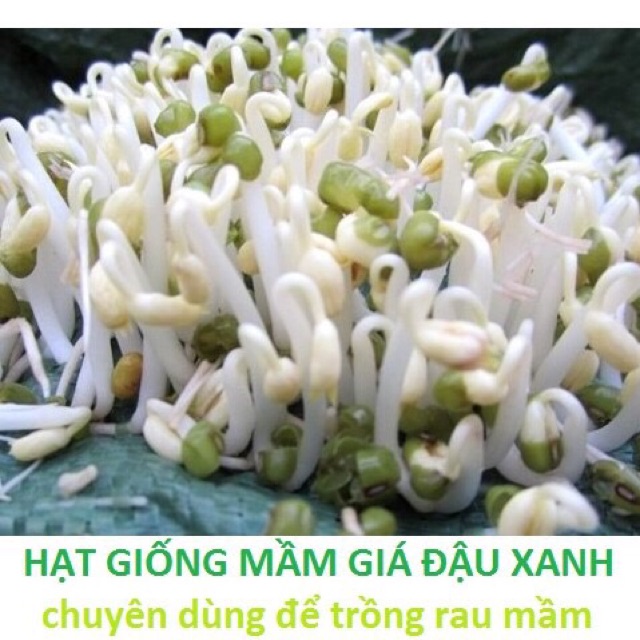 Hạt giống mầm đậu xanh, giá đậu xanh 100gr