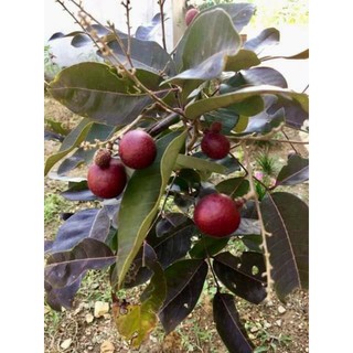 Cây 🌲 Nhãn Xuồng Tím