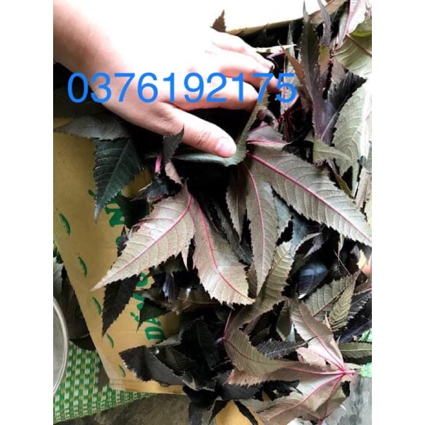 lá thầu dầu tía tươi (0,5kg)