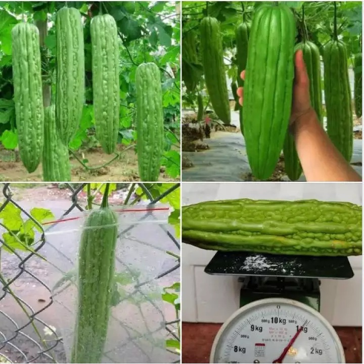 Hạt giống mướp đắng khổng lồ thái lan nhập nguyên gói 5 hạt
