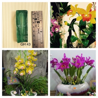 Gân hoa đất sét- gân nhuỵ hoa lan hoàng hậu