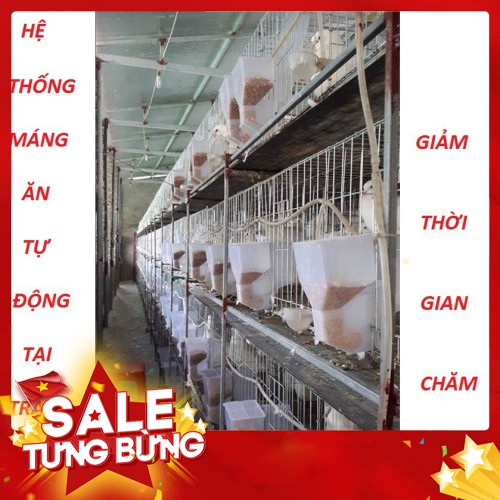 MÁNG ĂN TỰ ĐỘNG CHO CHIM BỒ CÂU