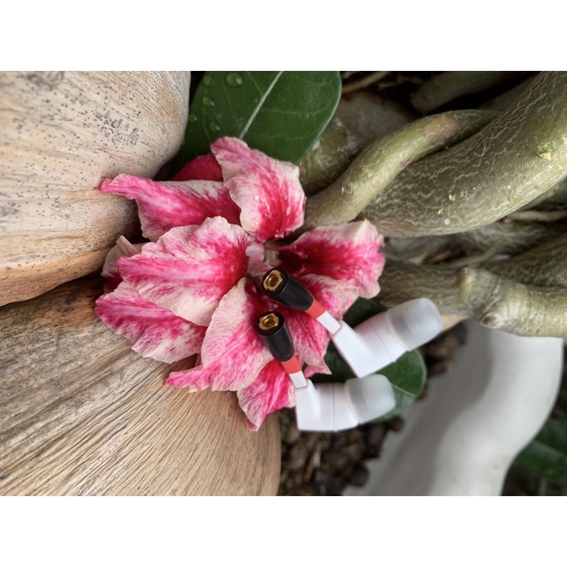 Tai nghe Jaybird mix thủ công MMCX