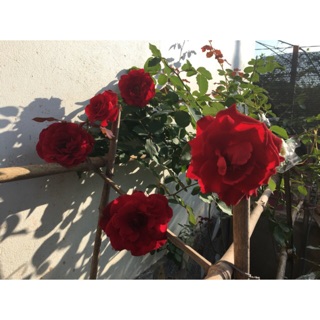 🌹Combo 3 Cành Chiết Hồng Leo Cổ Hải Phòng🌹