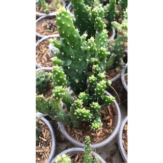 XƯƠNG RỒNG CẨM THẠCH