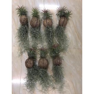 Cây Không Khí ( loại lớn ).