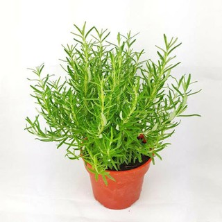 Hạt giống Cây Hương Thảo