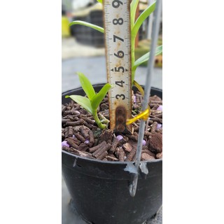 Giả hạc núi Chúa gieo hạt