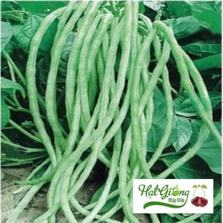 Hạt giống đậu đũa LINH NGOC