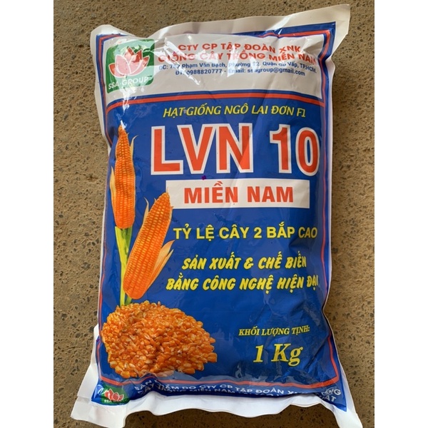 Ngô LVN 10- Ngô lai 10